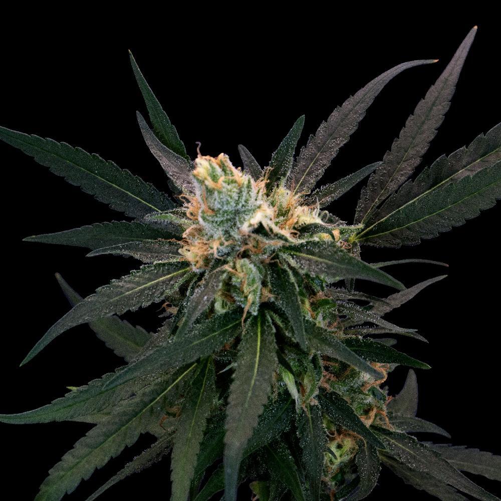 Golden Goat by Garden First