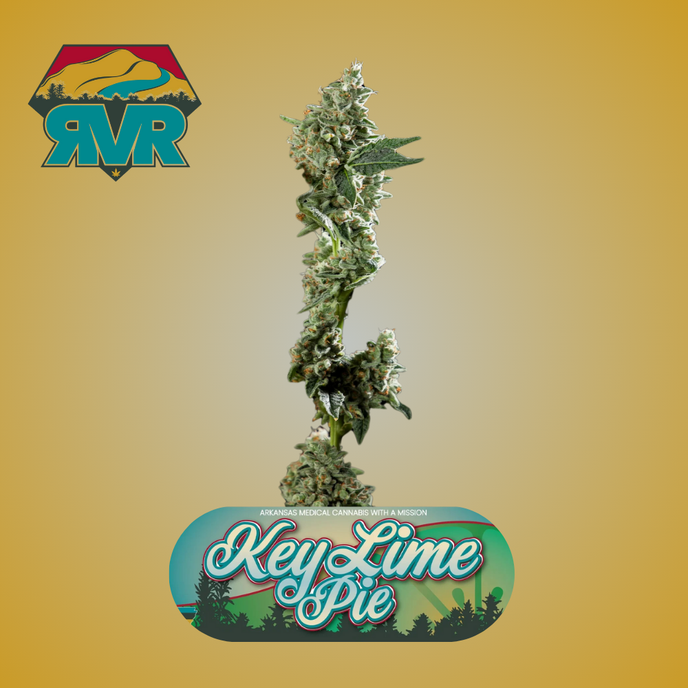 Key Lime Pie Hybrid Flower