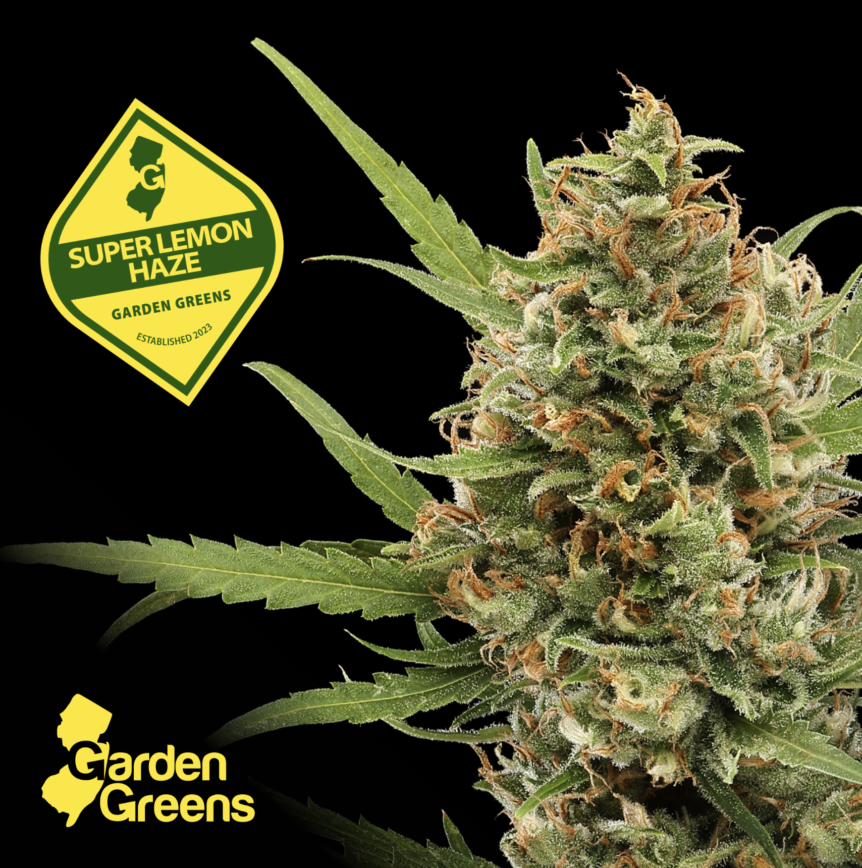 Shop Super Lemon Haze 🍋 | Scarlet Reserve Room Dispensary