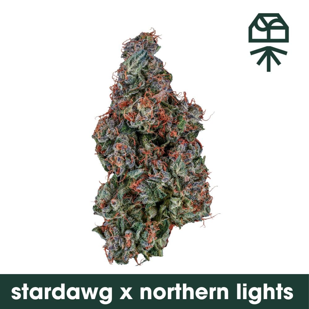 Stardawg x Northern Lights