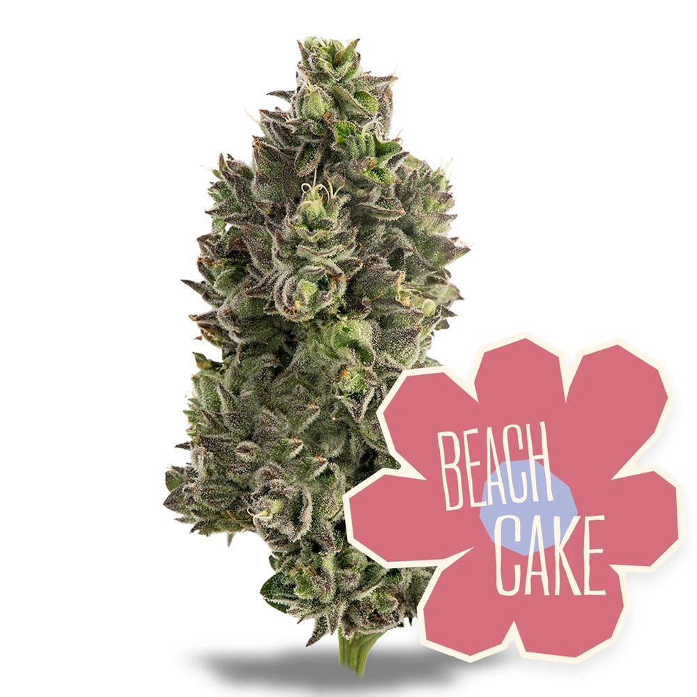 Beach Cake Beach Cake