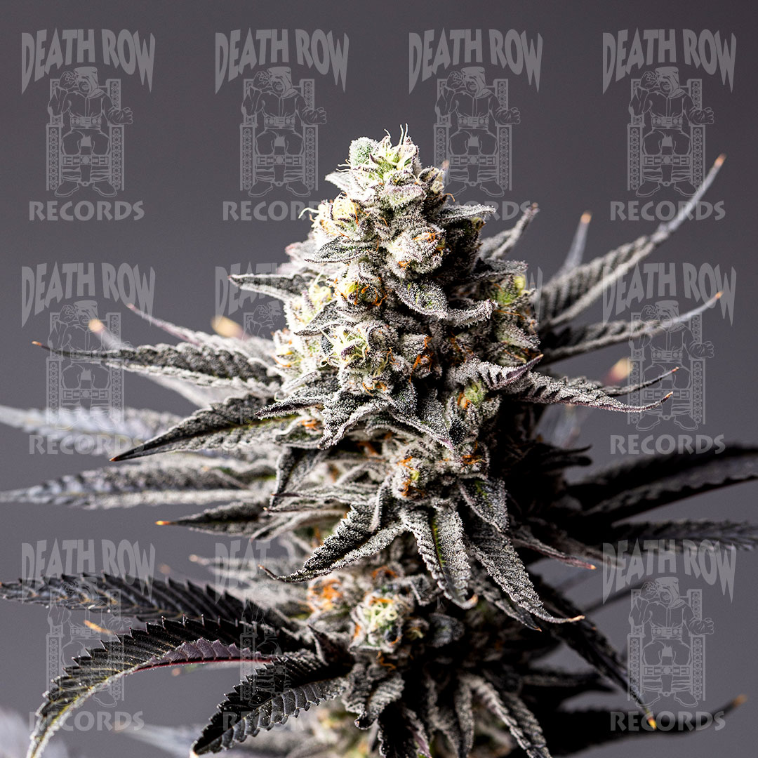Stay Puft [56g]