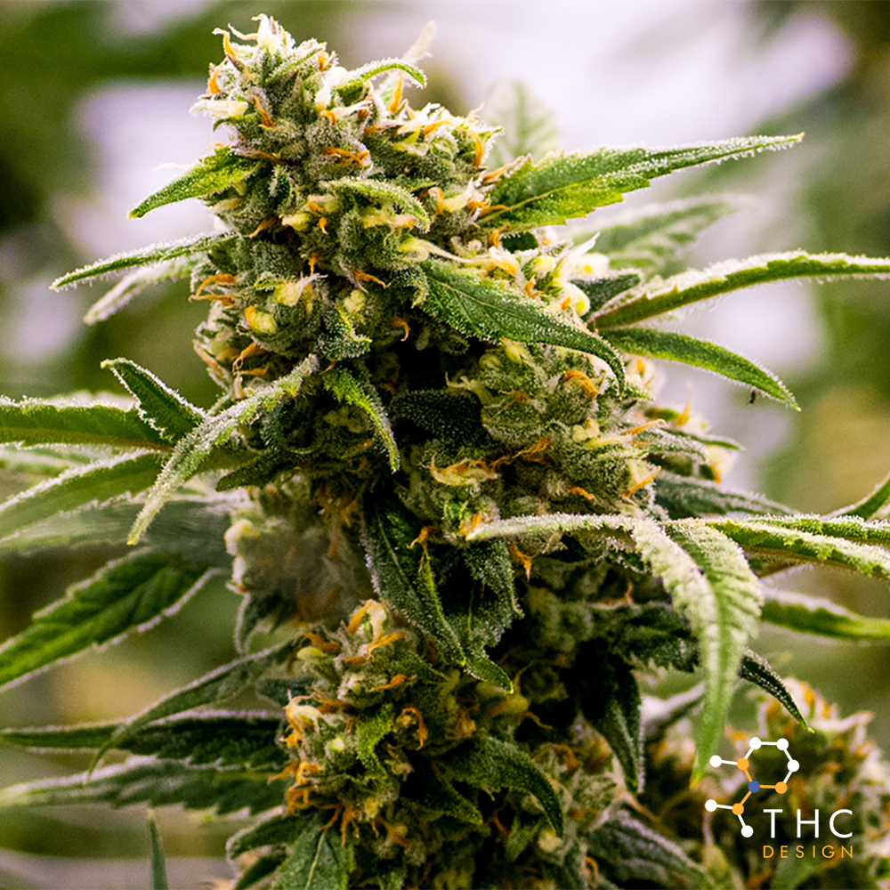 XJ-13 | THC Design - Jane