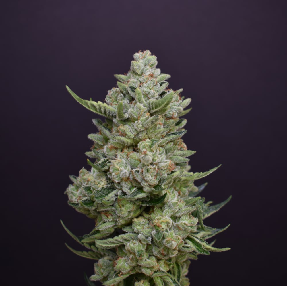 True OG