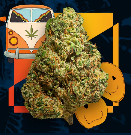 Rollins Sativa Flower 3.5g