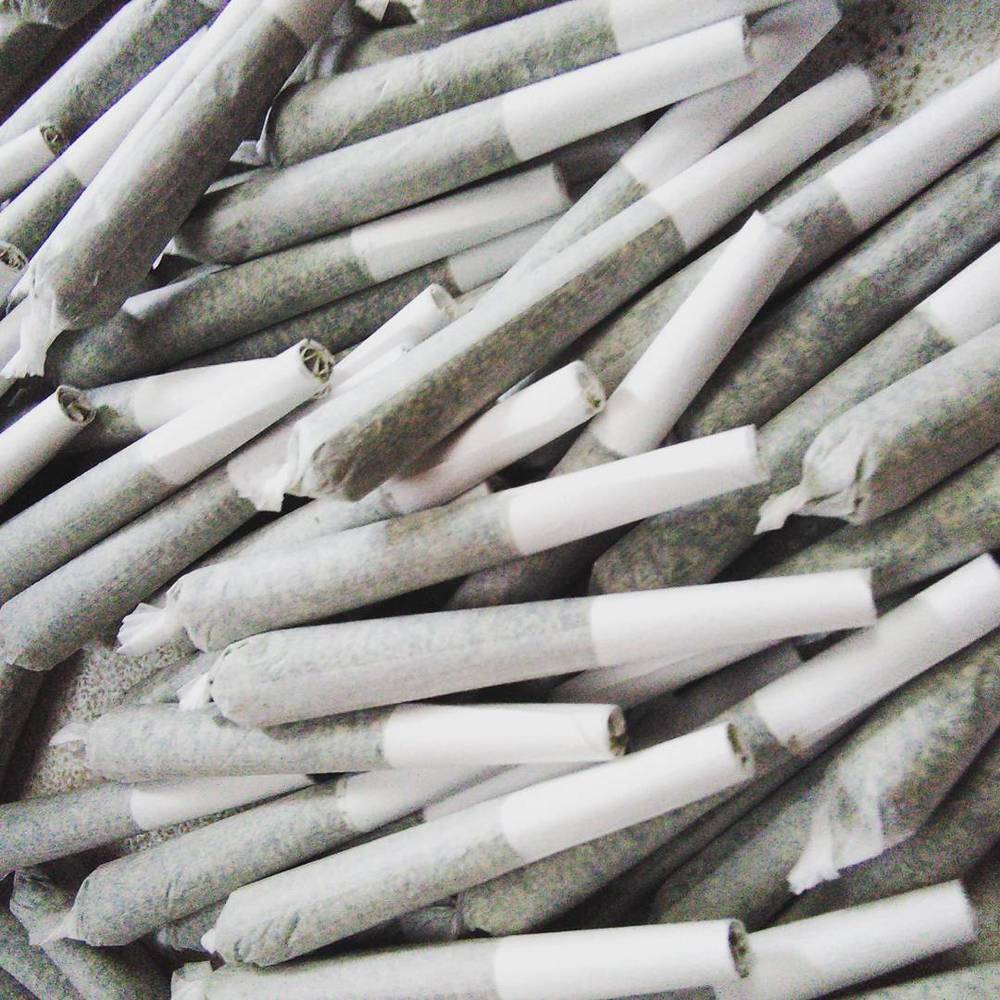 Modified Mints [.5g] Golden Tree Productions 3 Pack Pre Roll Jane