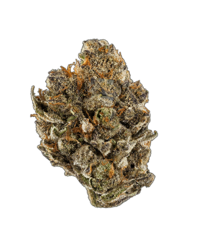 Elmer's Glue Jane