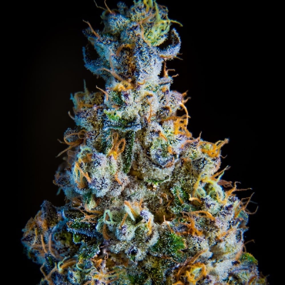 Impressed - Orange Mints Flower