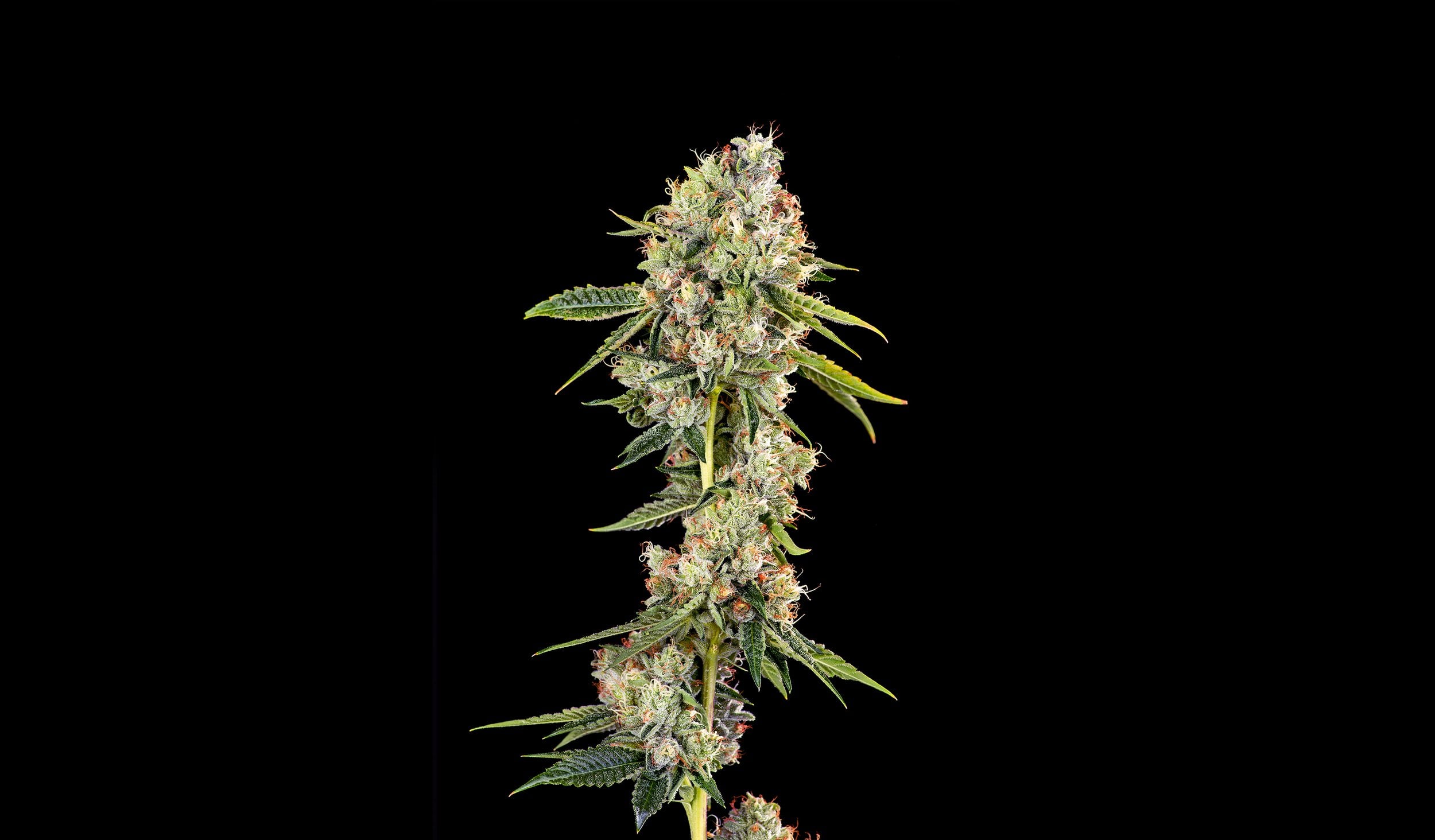 Shop SFV x Animal Mints | Klover Dispensary San Diego, CA Shop SFV x Animal Mints | Klover Dispensary San Diego, CA