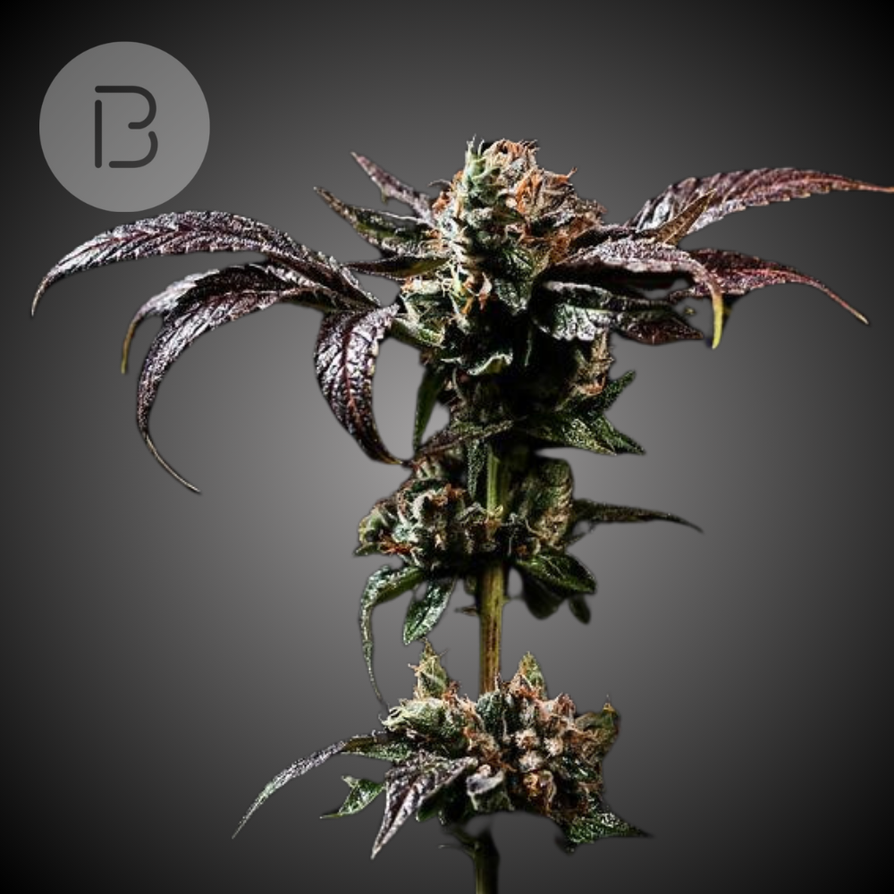 Granddaddy Purple