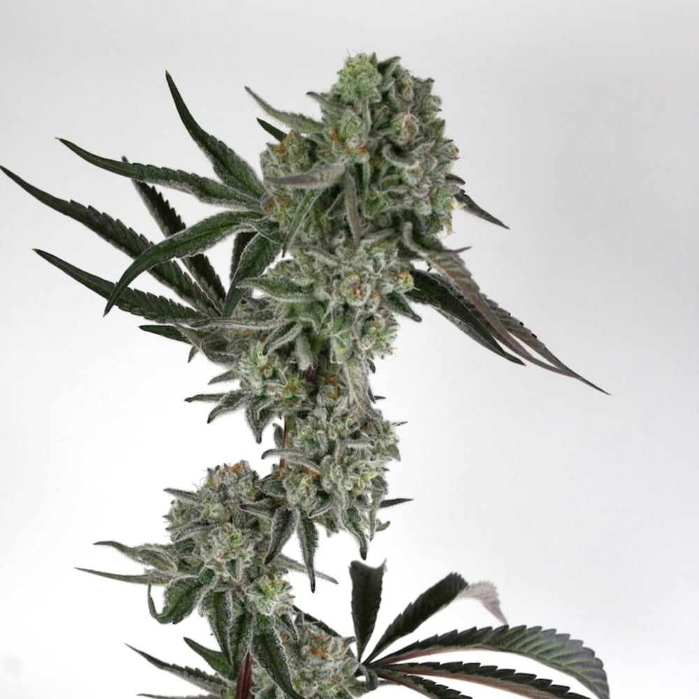 Gibby's Garden - Cap Junky Premium Flower Gibby's Garden - Cap Junky Premium Flower