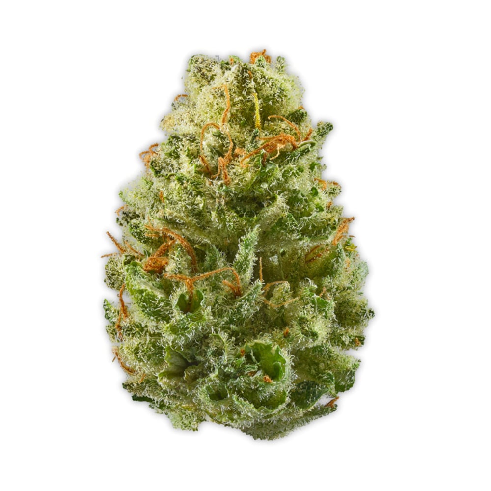 Minnesota Cough