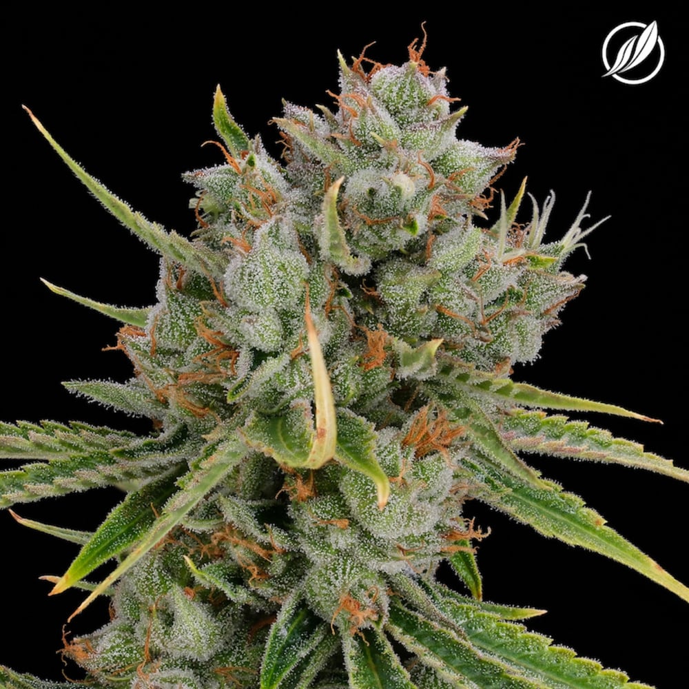 CTPharma - Green Diesel (S) Flower  C0020026526