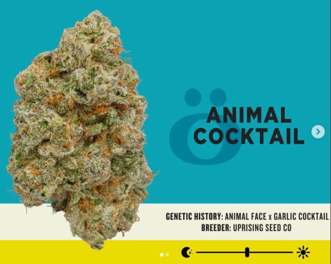 Animal Cocktail