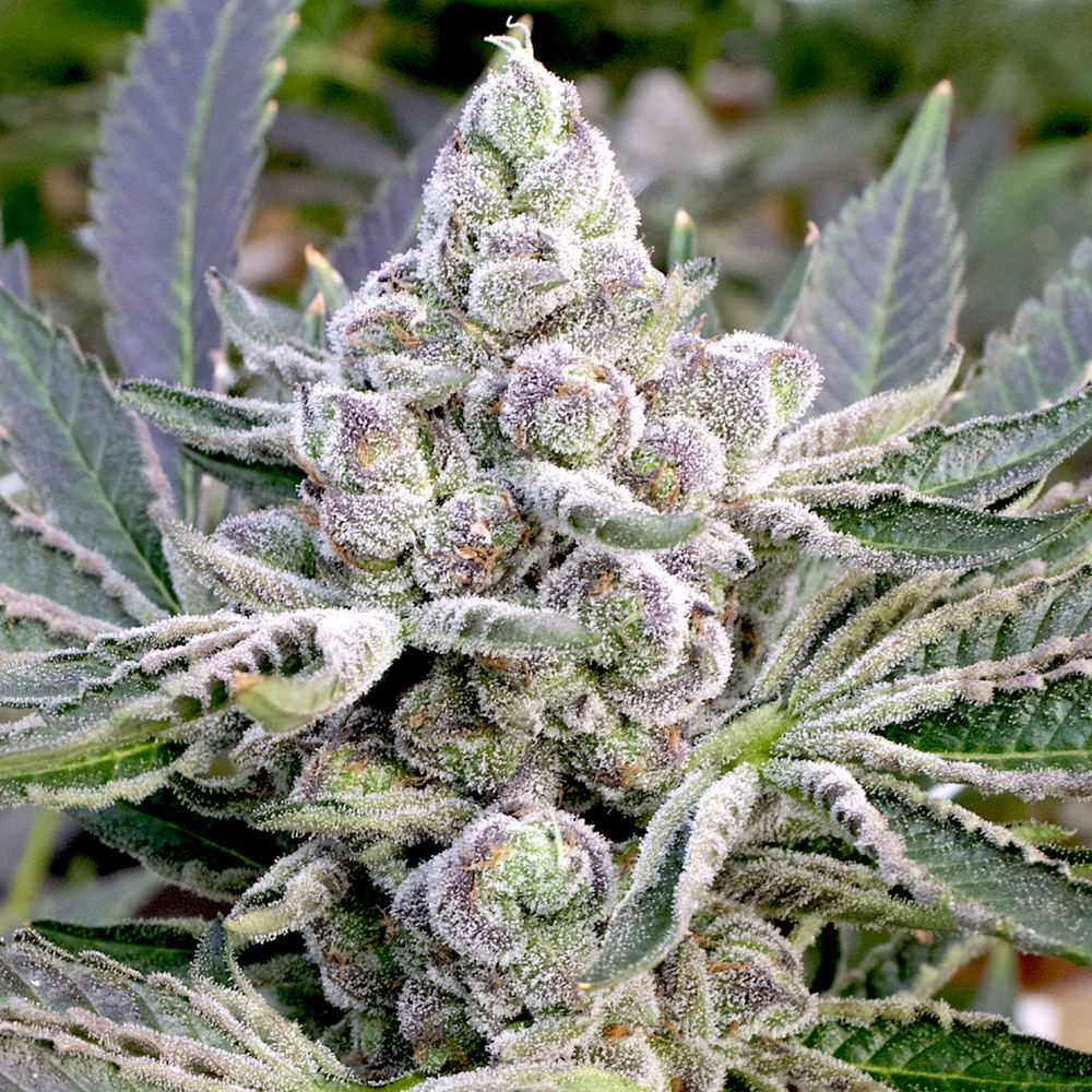 Apple Fritter