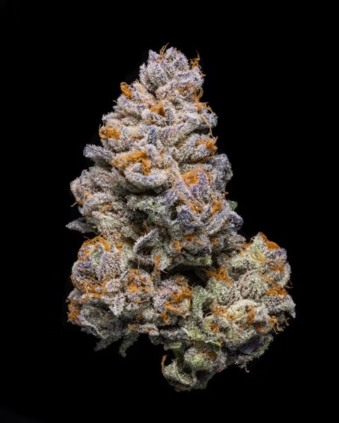 Shop Doggy Bag 🐶🔥 | Scarlet Reserve Room Dispensary Englishtown, NJ