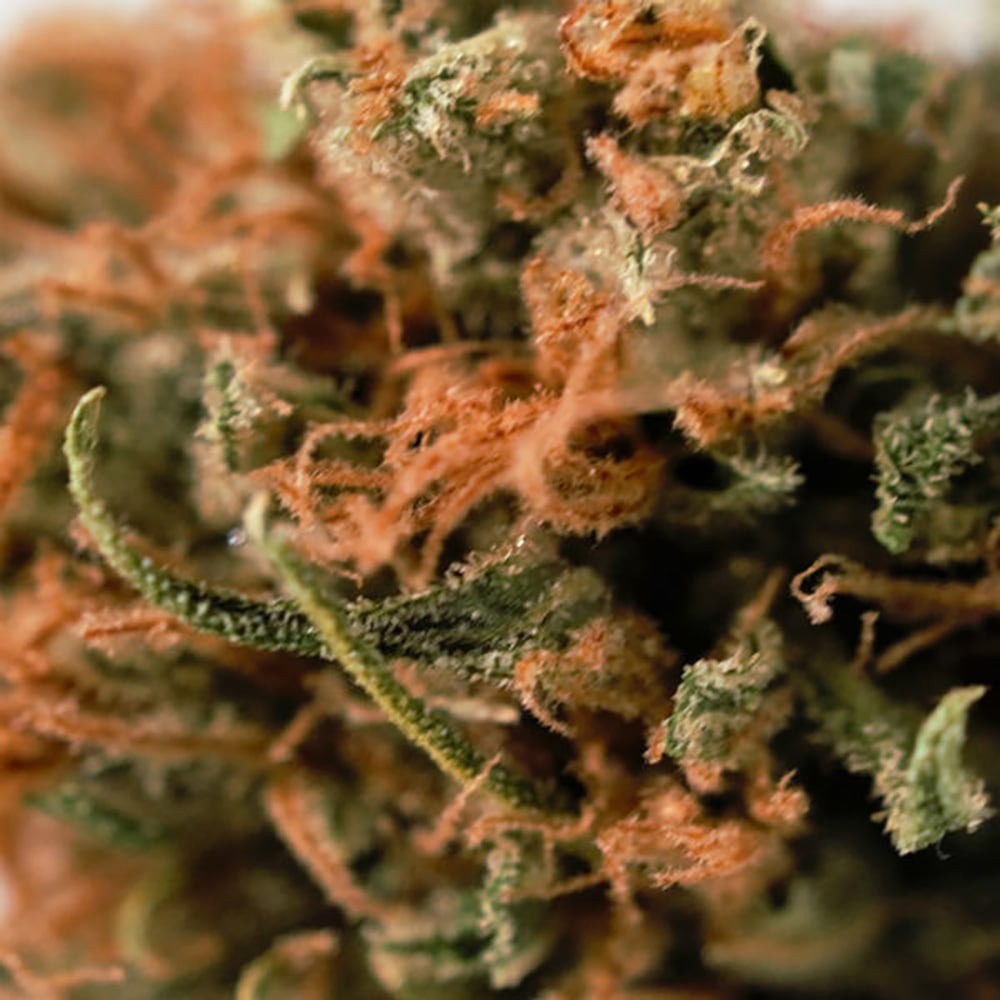 Super Lemon Haze