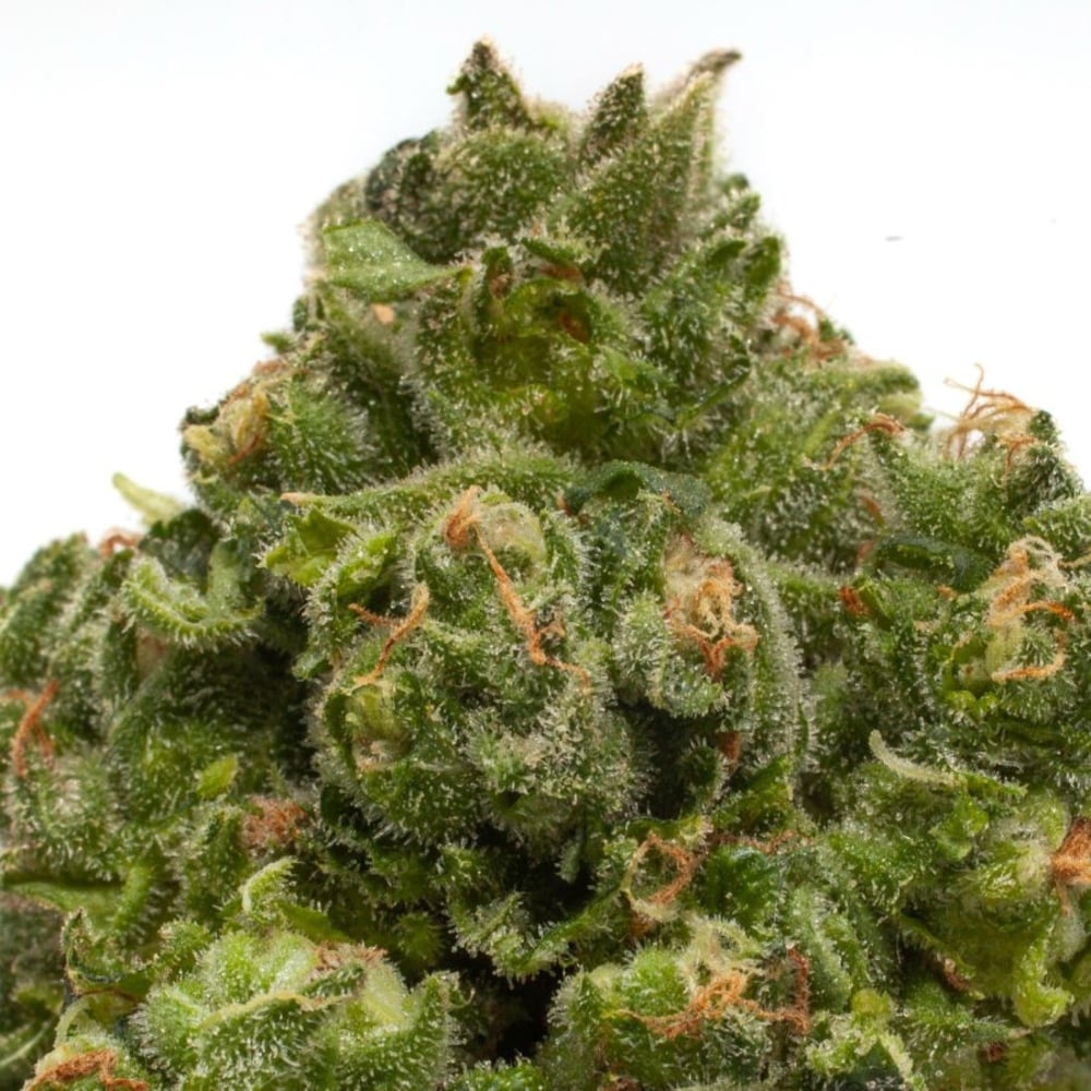 Trees Co. - Show Time Flower