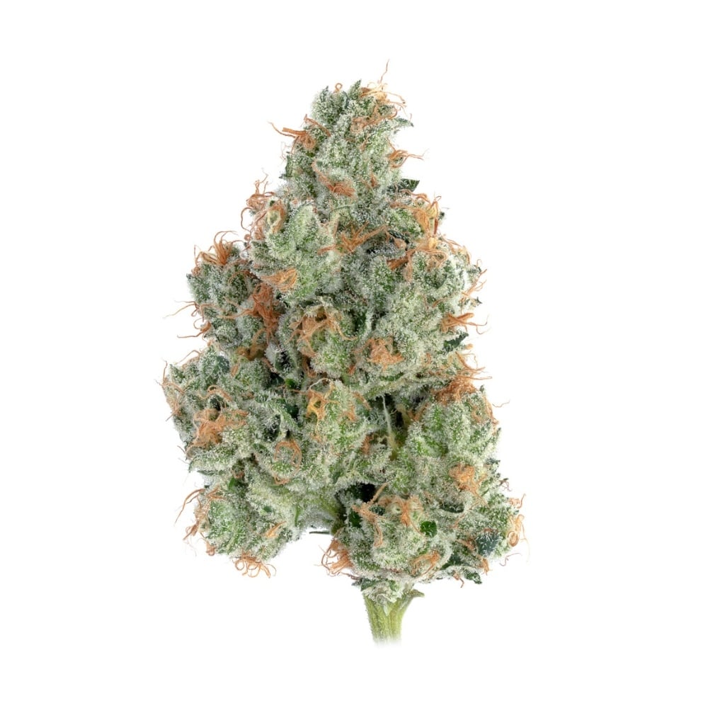 Happy Valley - Sugar Shack #5 Flower