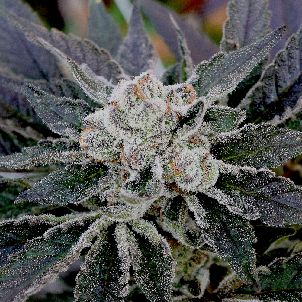 Berry Pie
