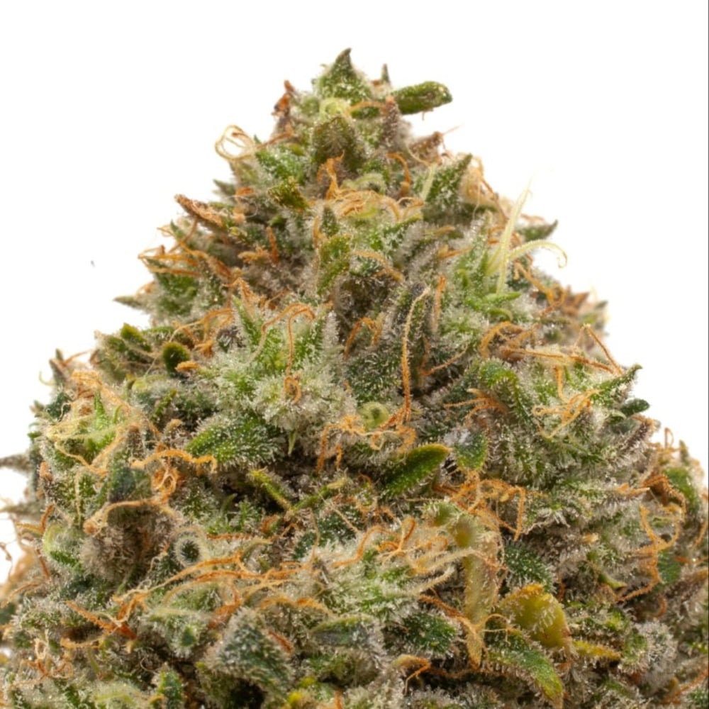 Resinate - Skunk #1 Flower