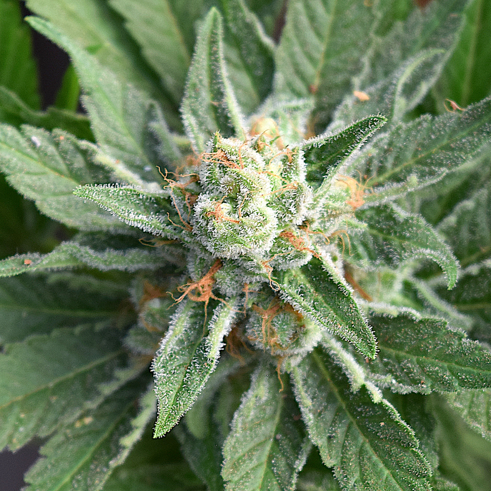 Cloud Berry