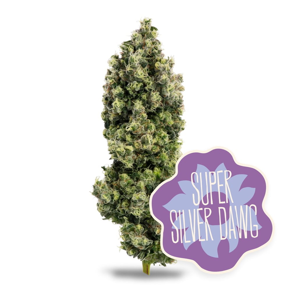 Super Silver Dawg