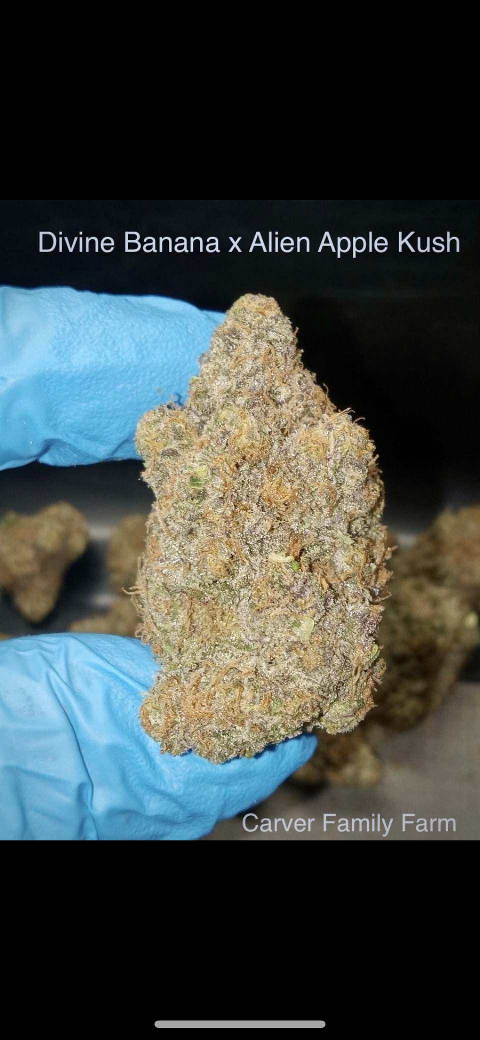 Divine Banana Alien Apple Kush