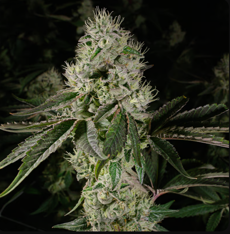Brownie Scout #9