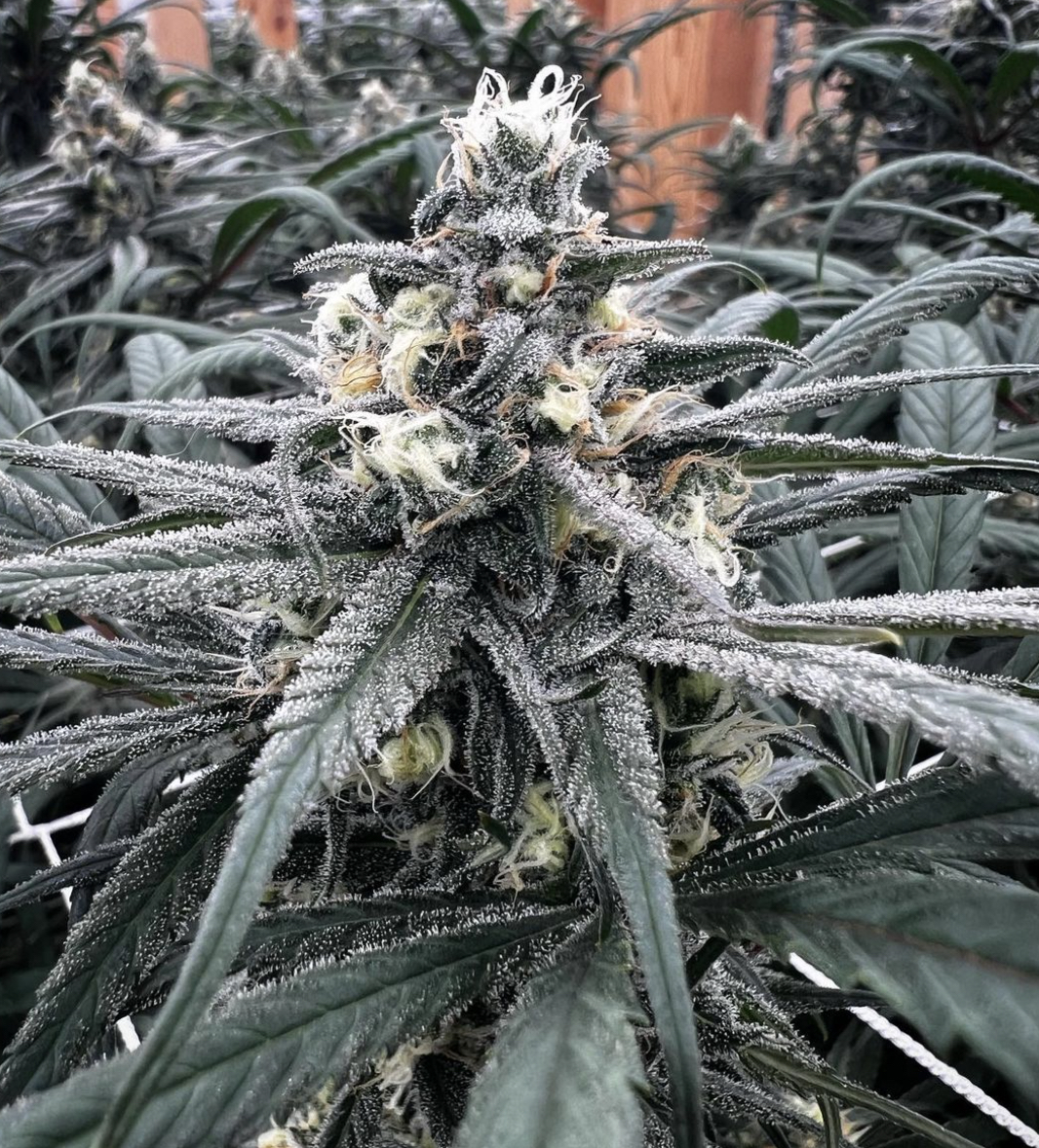 Blue Dream