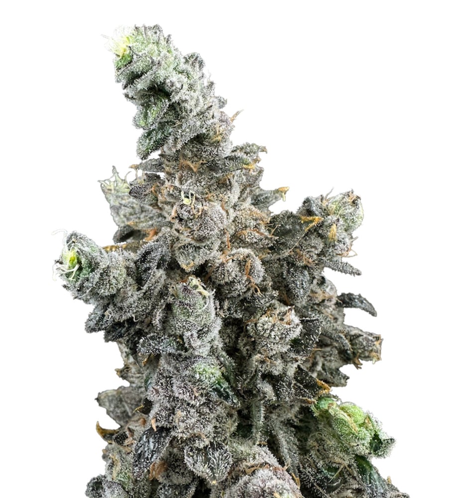 Trifecta Farms - Vanilla Zoap Flower Trifecta Farms - Vanilla Zoap Flower