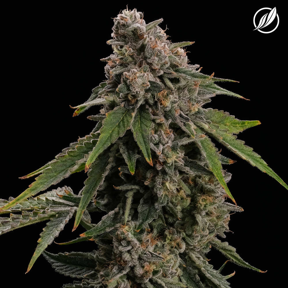 Shop CPS Mendo Cooler Flower 31.73% S 26028 3.5g | Budr - Vernon