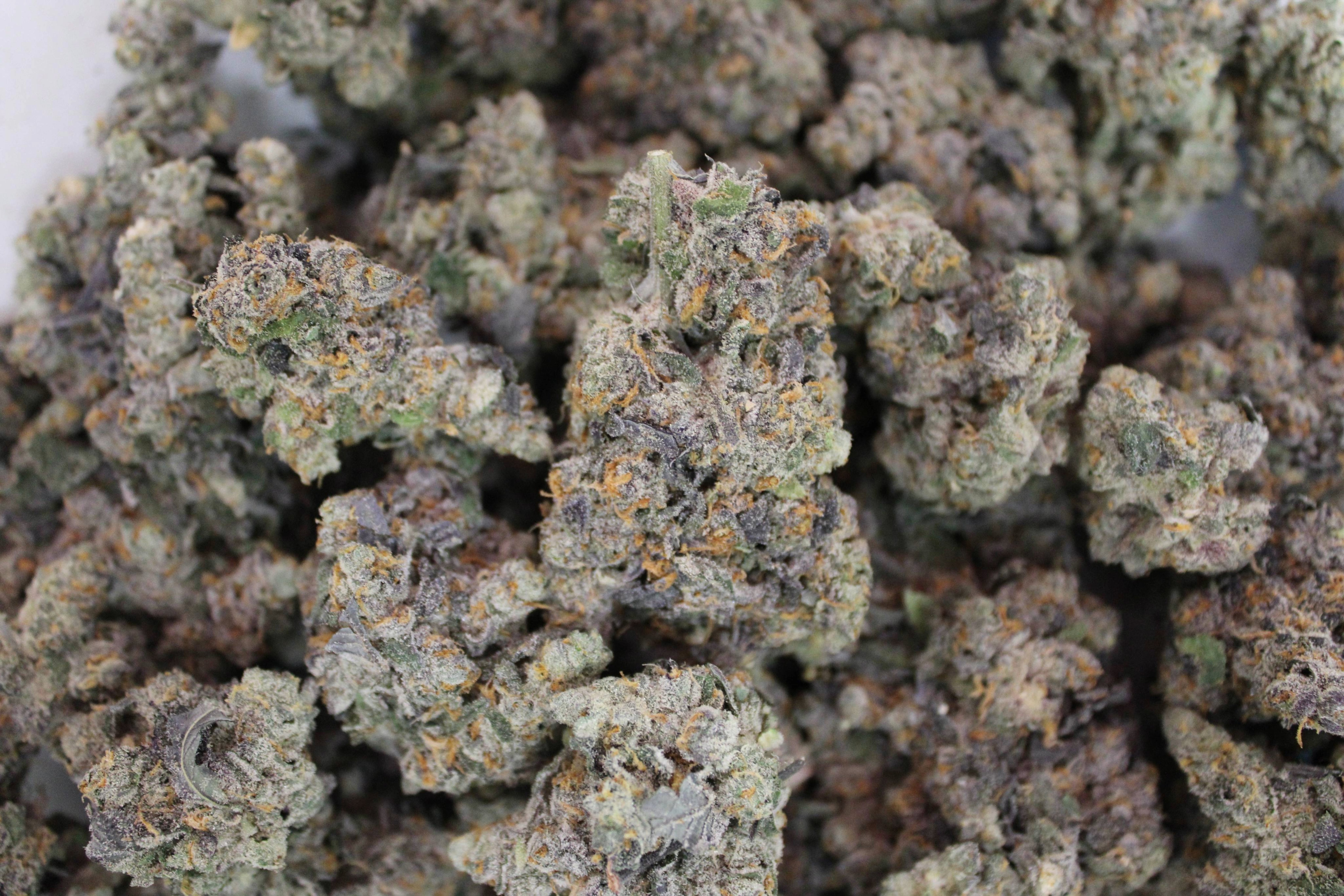 Dakota Green - London Jealousy - Bulk Flower - Hybrid