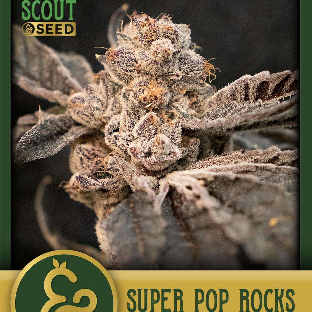 Super Pop Rocks