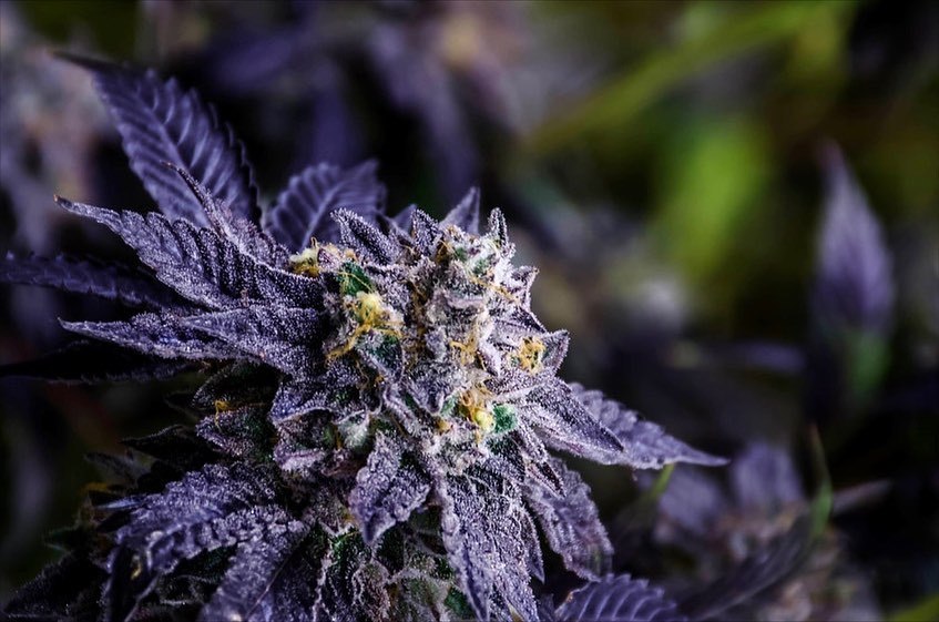 Black Truffle ScoopZ Smalls Jane