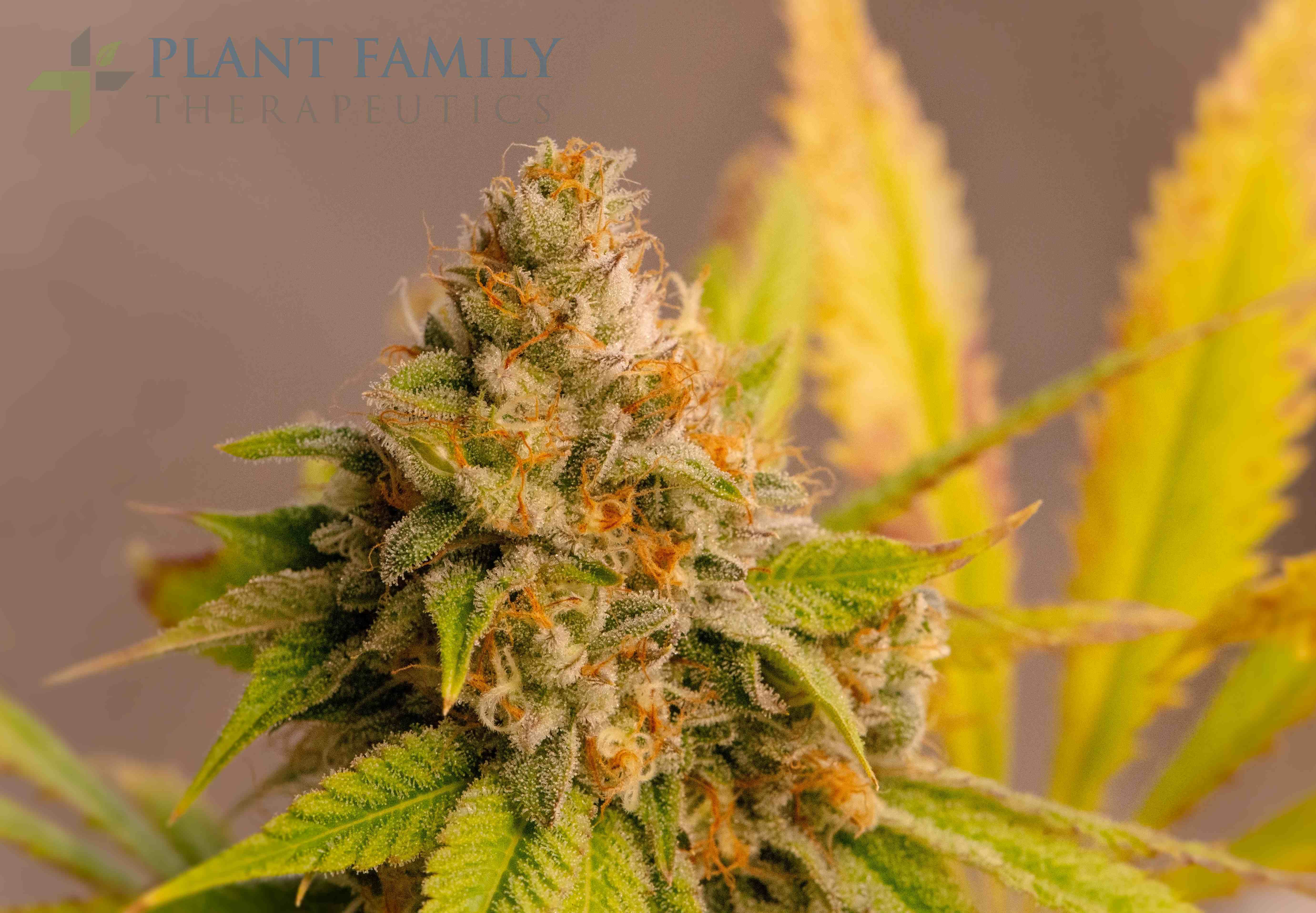 Blue Dream