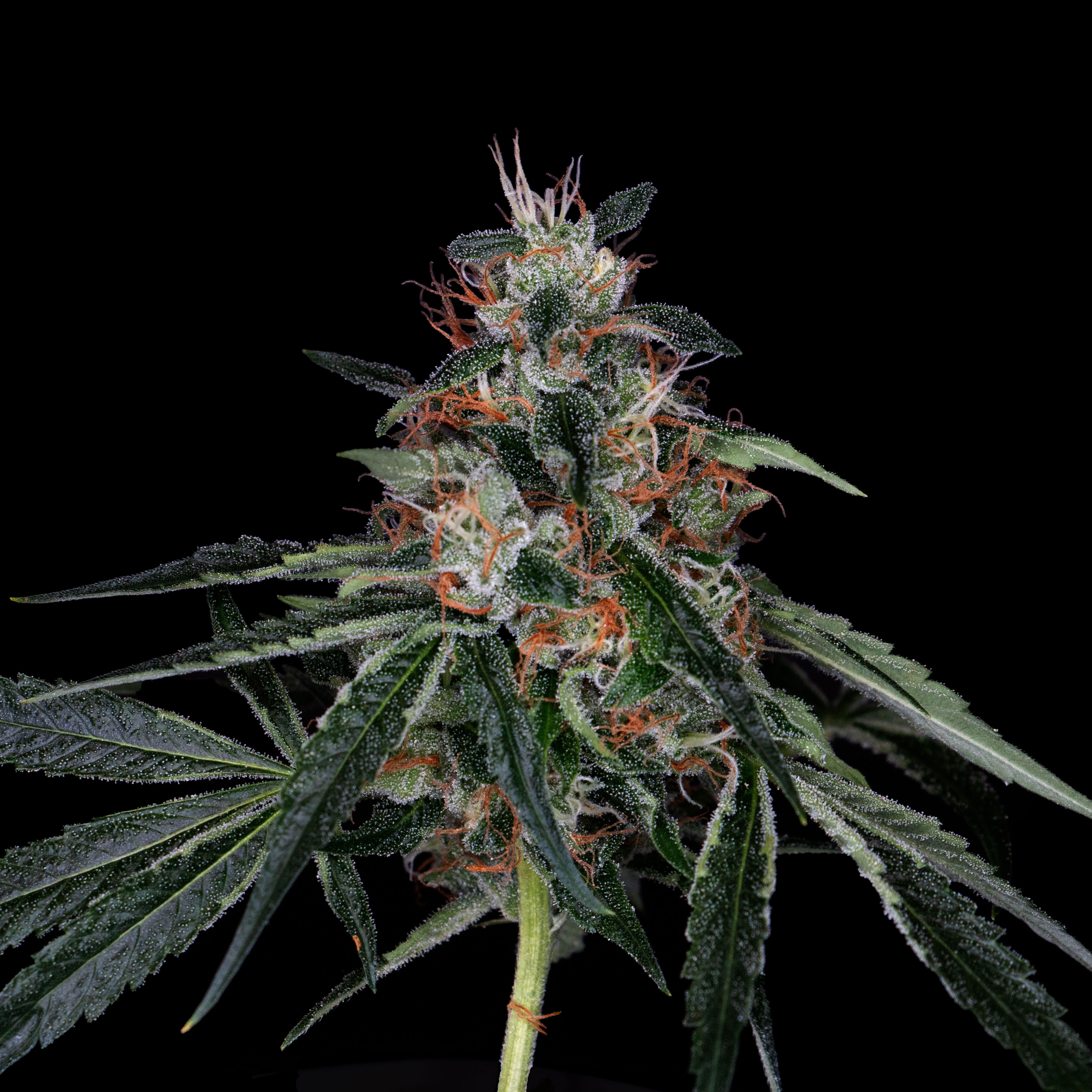 Jet Fuel