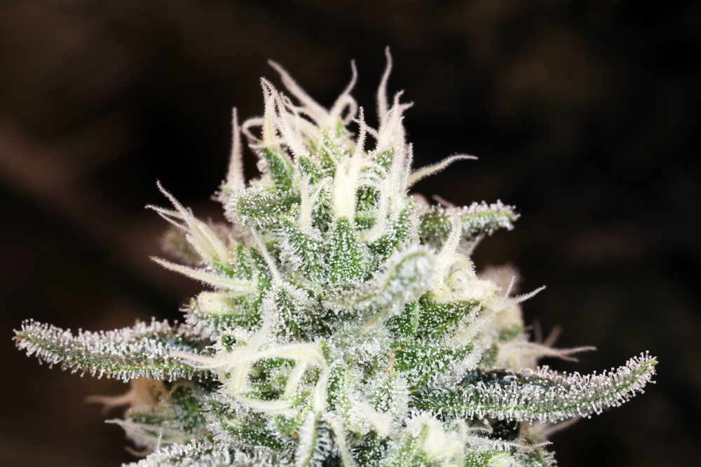 Huckleberry Diesel - 1oz in Kihei