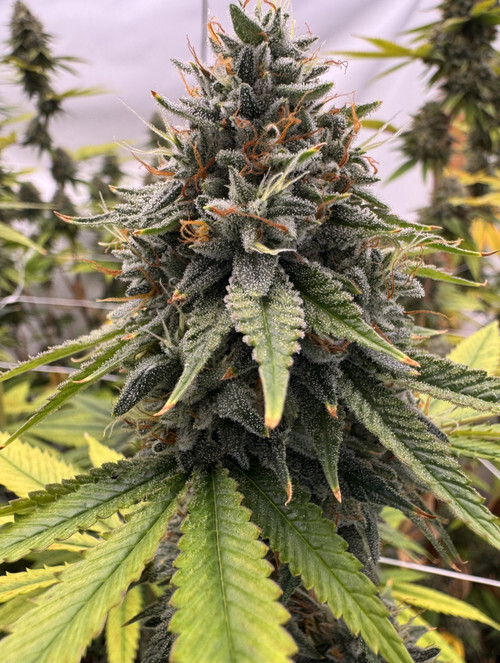 Gee6