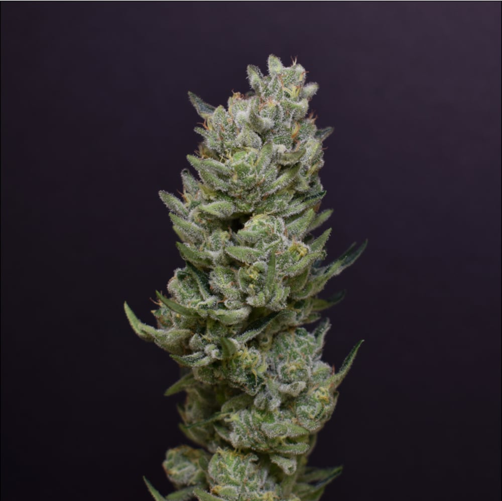 Cheetah Piss Cheetah Piss