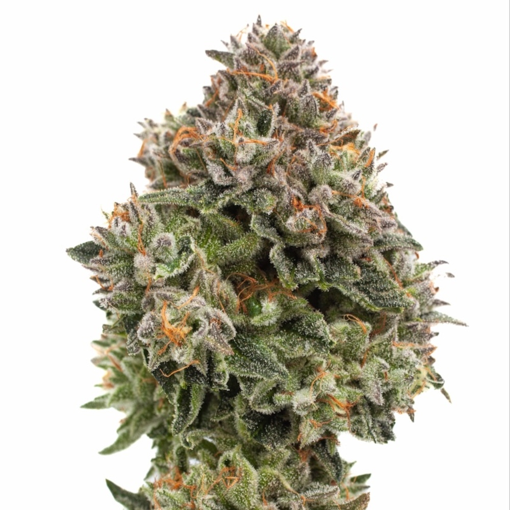 Trees Co. - Eager Beaver Flower