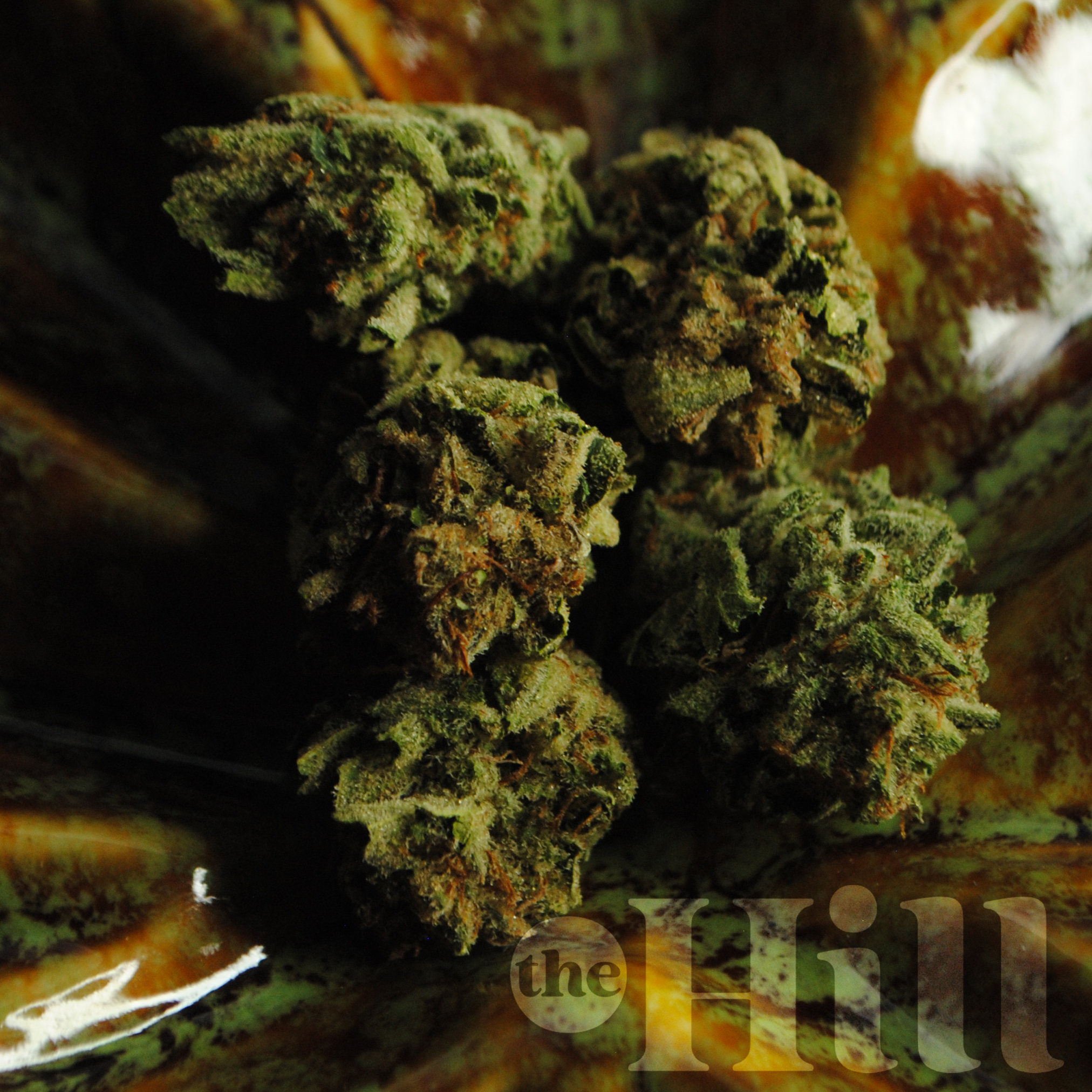 Acapulco Gold