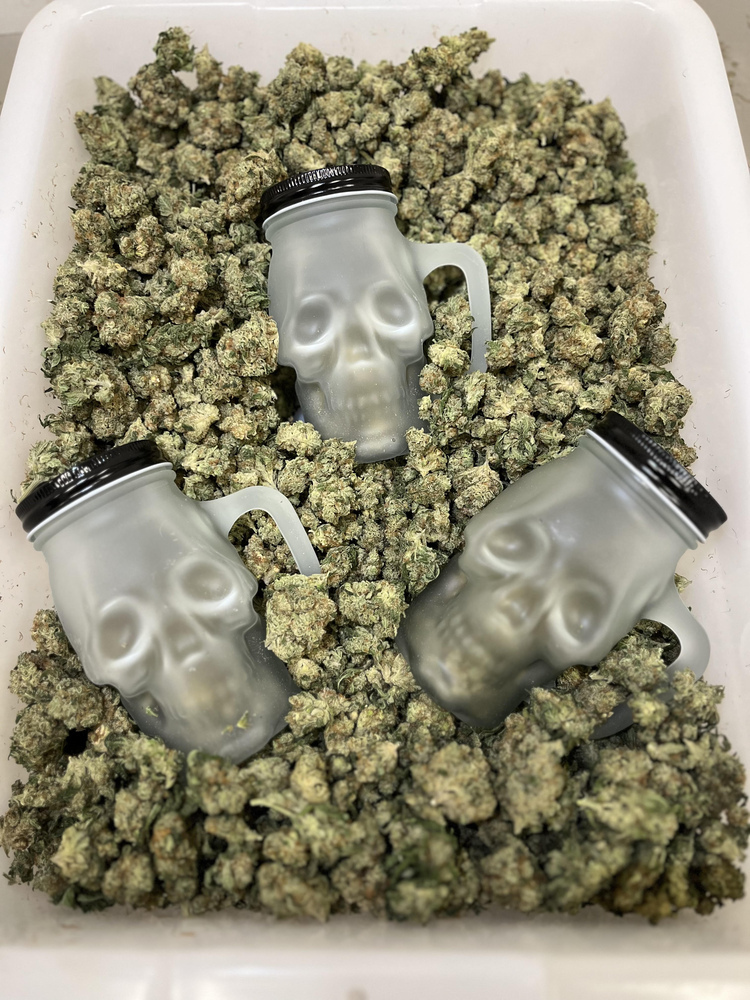 Crypt Keeper's Collection - White Wedding Haze - Flower - 14g