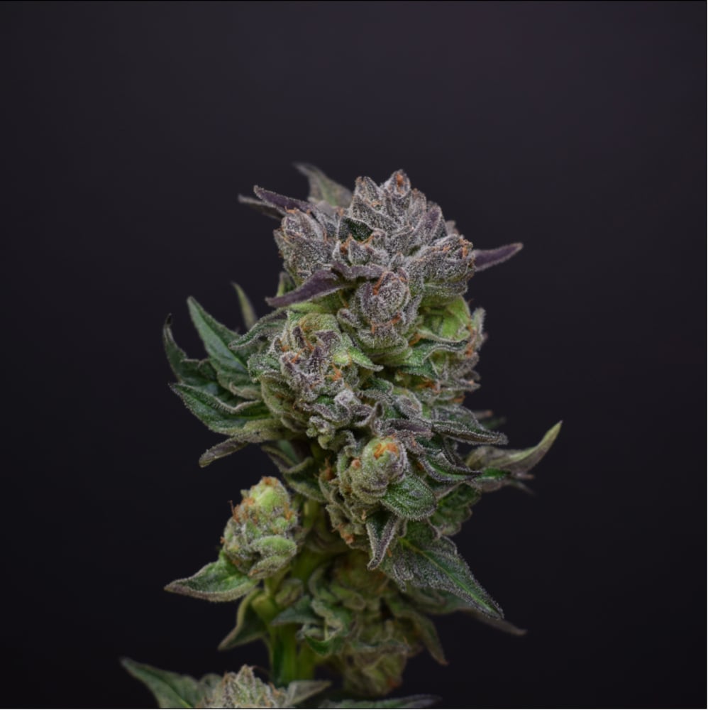 Gushers x Gelato 41 #10