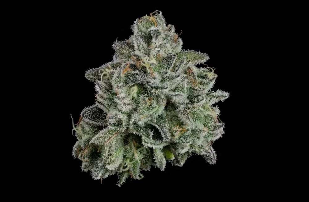 Whoopie Pie | 7g PREGROUND