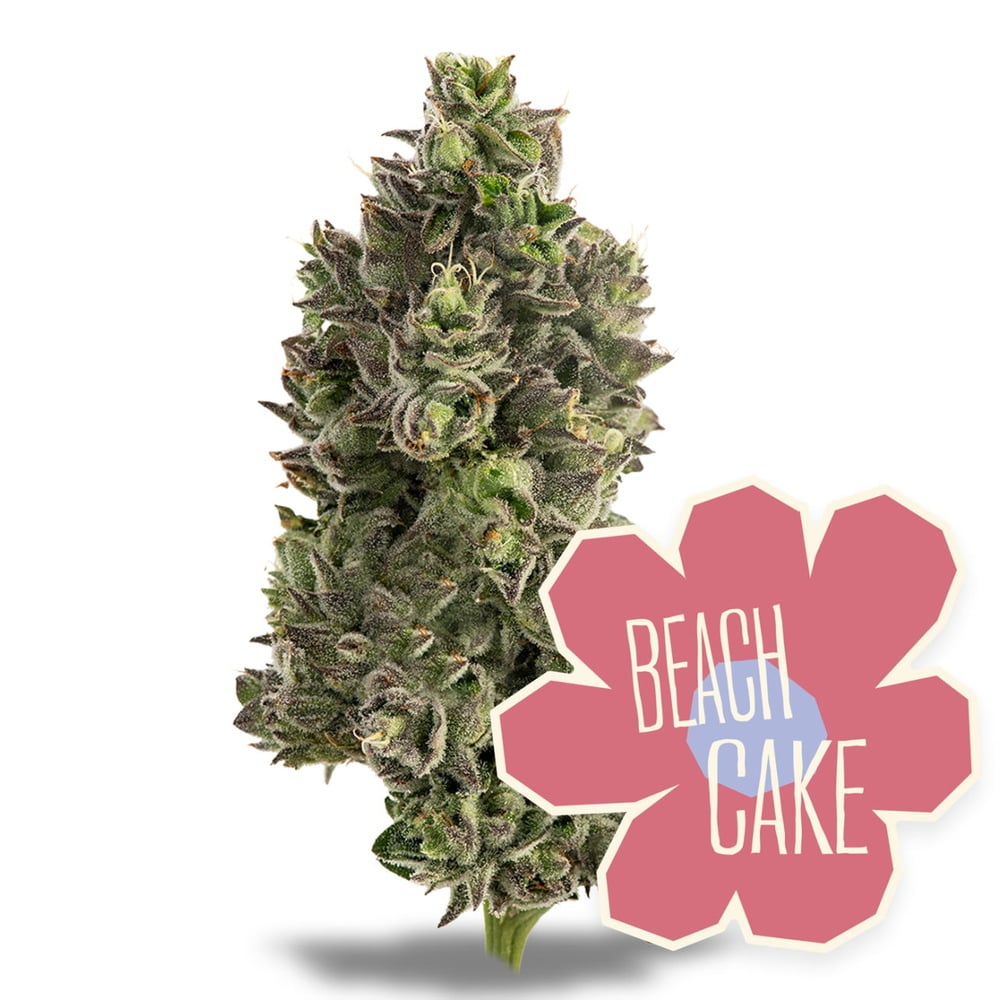 Beach Cake
