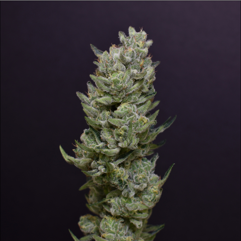 Cheetah Piss Cheetah Piss