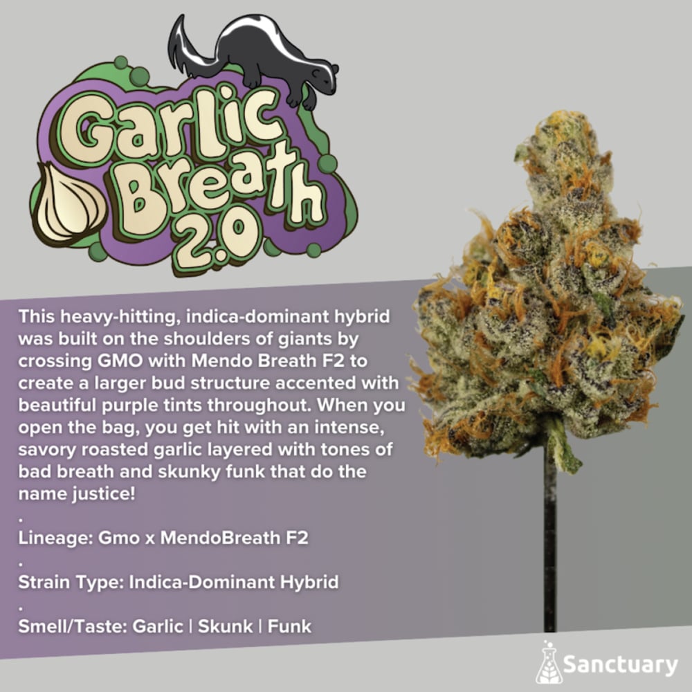 Sanctuary - Garlic Breath Flower
