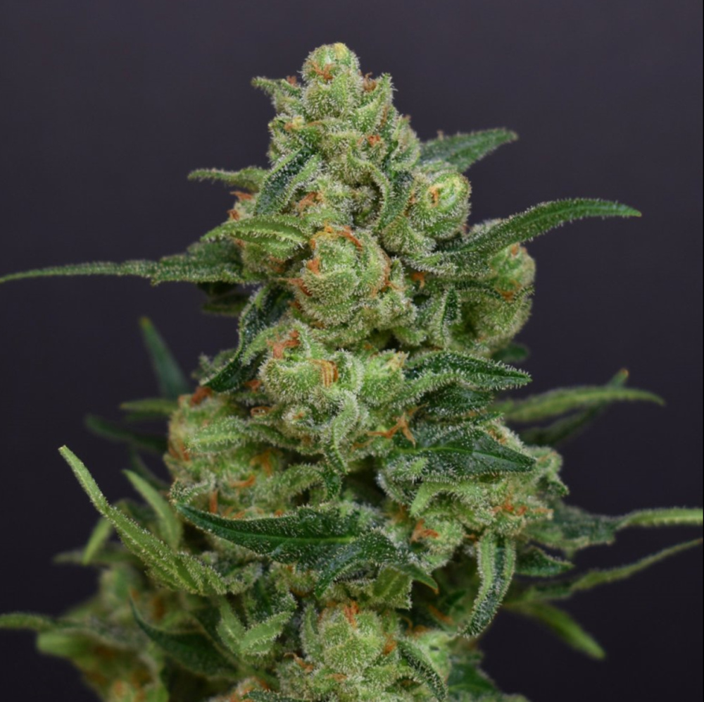 Jack Herer