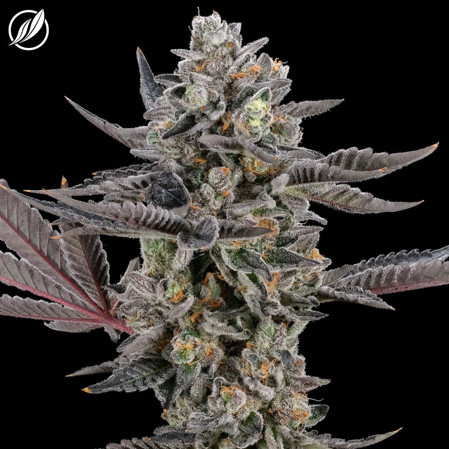Durban Stardawg Flower | T22.67 | Terps 2.47 | H | 26223 | 3.5g